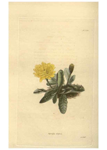 Reproducción/Reproduction 48753735798: The botanical cabinet. London :John & Arthur Arch ...,1817-1833.. 