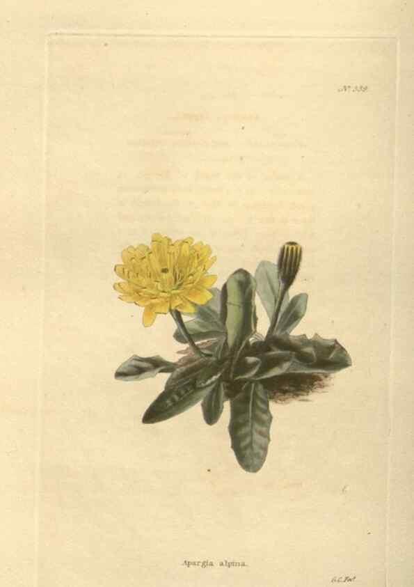 Reproducción/Reproduction 48753735798: The botanical cabinet. London :John & Arthur Arch ...,1817-1833.. 