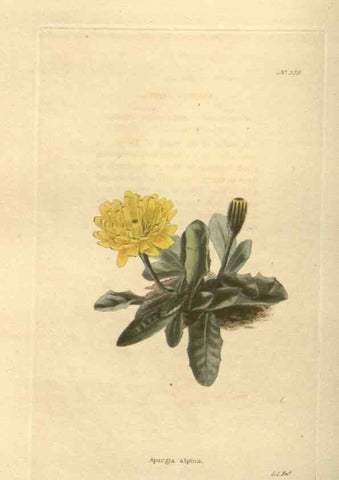 Reproducción/Reproduction 48753735798: The botanical cabinet. London :John & Arthur Arch ...,1817-1833.. 