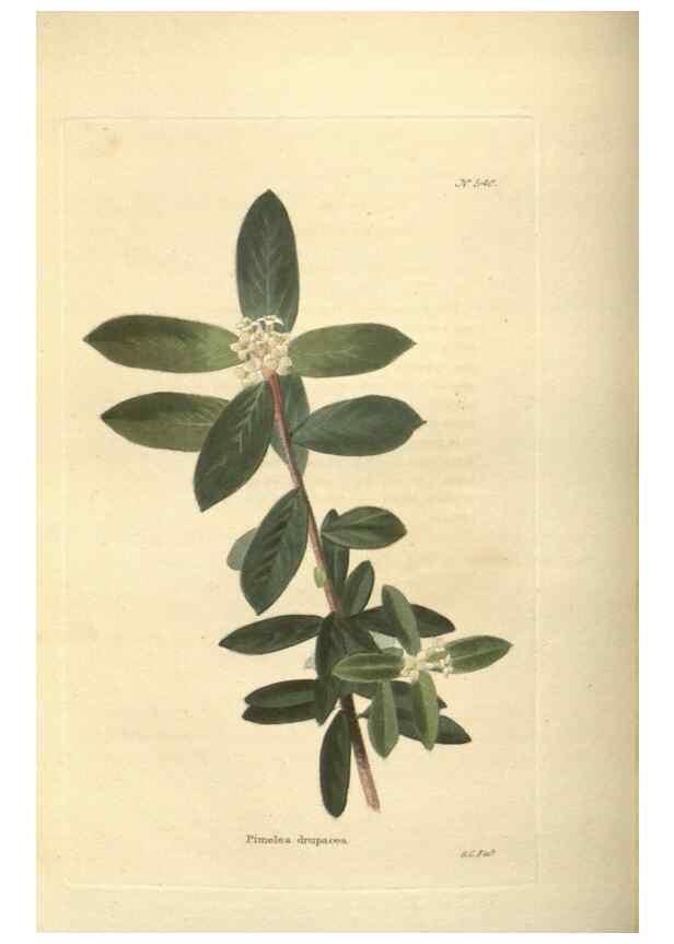 Reproducción/Reproduction 48753736068: The botanical cabinet. London :John & Arthur Arch ...,1817-1833.. 