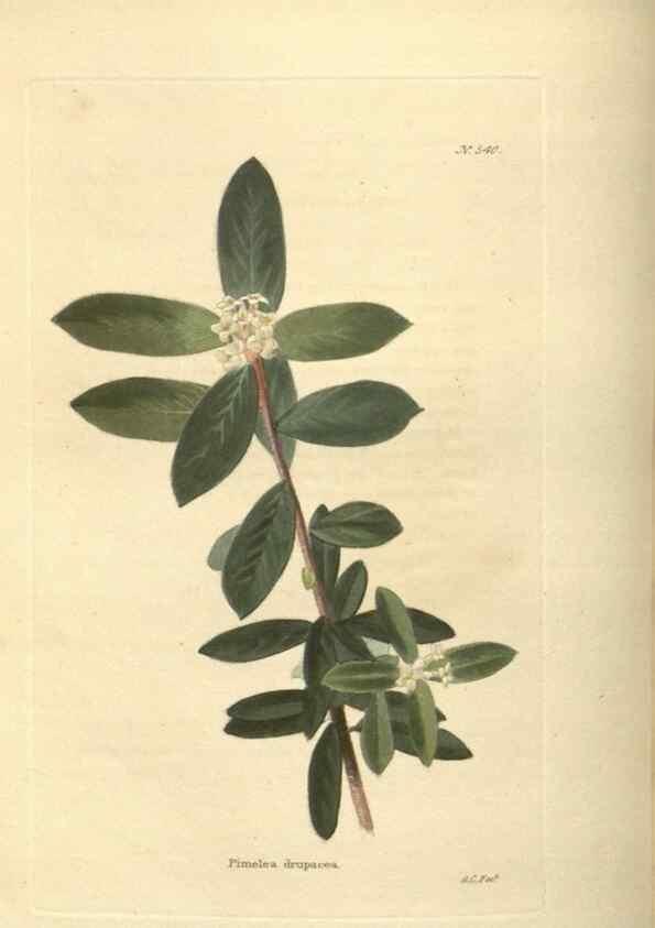 Reproducción/Reproduction 48753736068: The botanical cabinet. London :John & Arthur Arch ...,1817-1833.. 