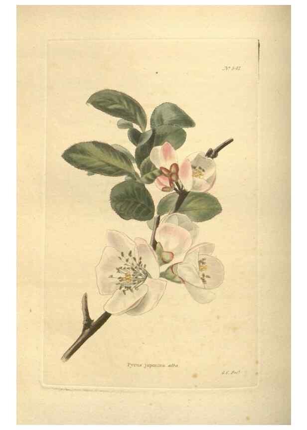 Reproducción/Reproduction 48754250442: The botanical cabinet. London :John & Arthur Arch ...,1817-1833.. 
