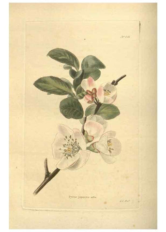 Reproducción/Reproduction 48754250442: The botanical cabinet. London :John & Arthur Arch ...,1817-1833.. 