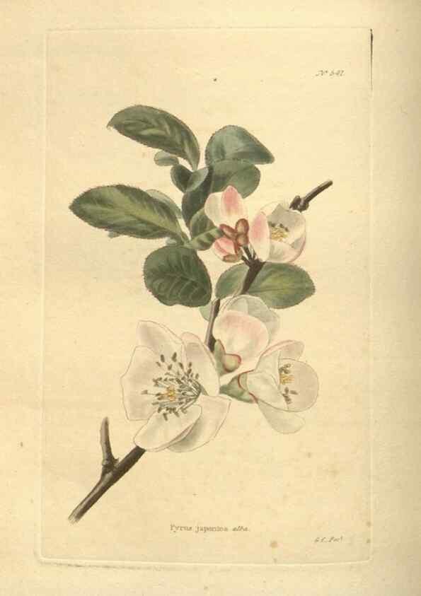 Reproducción/Reproduction 48754250442: The botanical cabinet. London :John & Arthur Arch ...,1817-1833.. 