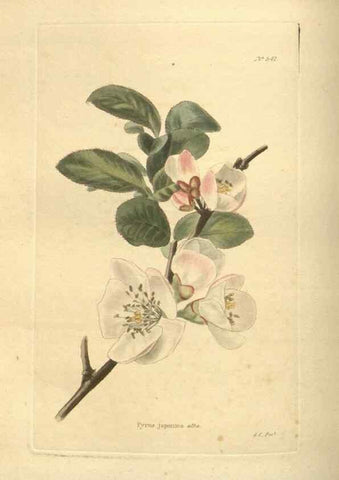Reproducción/Reproduction 48754250442: The botanical cabinet. London :John & Arthur Arch ...,1817-1833.. 