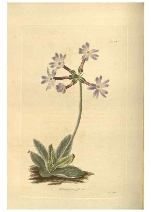 Reproducción/Reproduction 48753736613: The botanical cabinet. London :John & Arthur Arch ...,1817-1833.. 