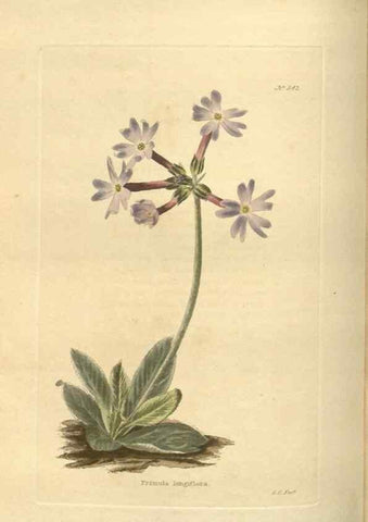 Reproducción/Reproduction 48753736613: The botanical cabinet. London :John & Arthur Arch ...,1817-1833.. 