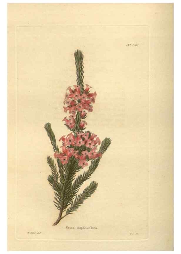 Reproducción/Reproduction 48753736953: The botanical cabinet. London :John & Arthur Arch ...,1817-1833.. 