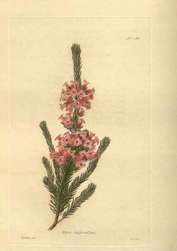 Reproducción/Reproduction 48753736953: The botanical cabinet. London :John & Arthur Arch ...,1817-1833.. 
