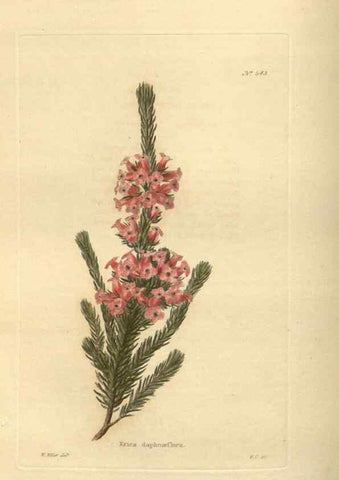 Reproducción/Reproduction 48753736953: The botanical cabinet. London :John & Arthur Arch ...,1817-1833.. 