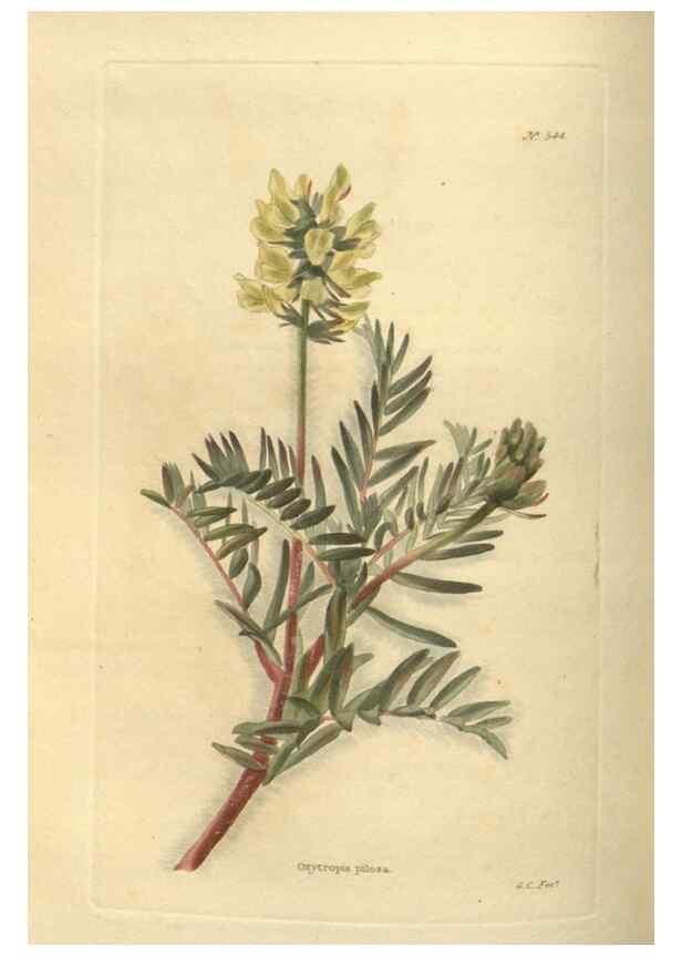 Reproducción/Reproduction 48754251372: The botanical cabinet. London :John & Arthur Arch ...,1817-1833.. 