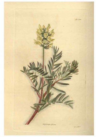 Reproducción/Reproduction 48754251372: The botanical cabinet. London :John & Arthur Arch ...,1817-1833.. 
