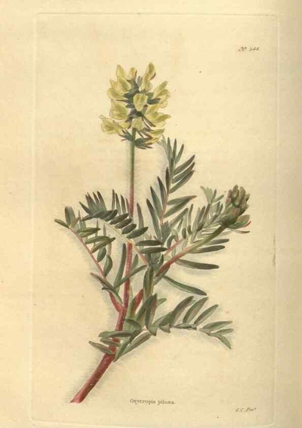 Reproducción/Reproduction 48754251372: The botanical cabinet. London :John & Arthur Arch ...,1817-1833.. 