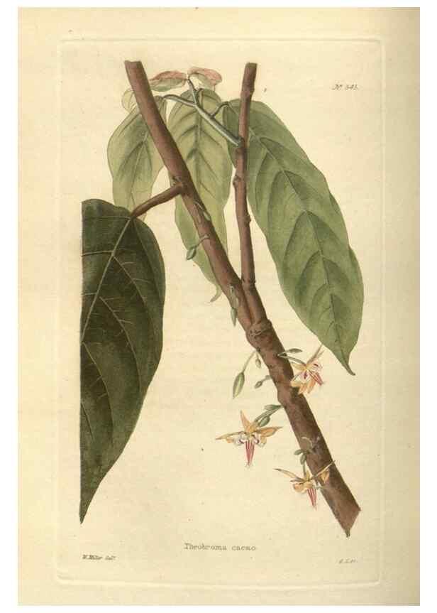Reproducción/Reproduction 48754251662: The botanical cabinet. London :John & Arthur Arch ...,1817-1833.. 