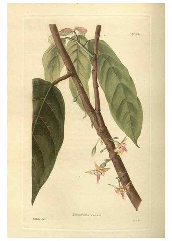 Reproducción/Reproduction 48754251662: The botanical cabinet. London :John & Arthur Arch ...,1817-1833.. 
