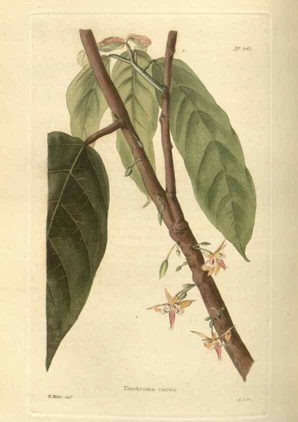 Reproducción/Reproduction 48754251662: The botanical cabinet. London :John & Arthur Arch ...,1817-1833.. 