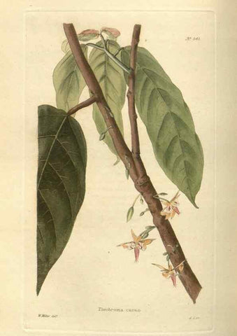 Reproducción/Reproduction 48754251662: The botanical cabinet. London :John & Arthur Arch ...,1817-1833.. 