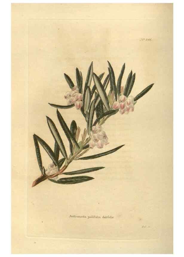 Reproducción/Reproduction 48753737738: The botanical cabinet. London :John & Arthur Arch ...,1817-1833.. 
