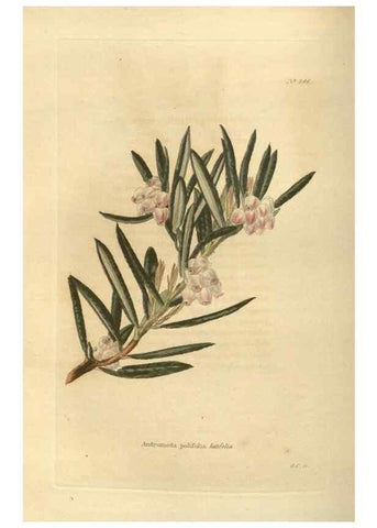 Reproducción/Reproduction 48753737738: The botanical cabinet. London :John & Arthur Arch ...,1817-1833.. 