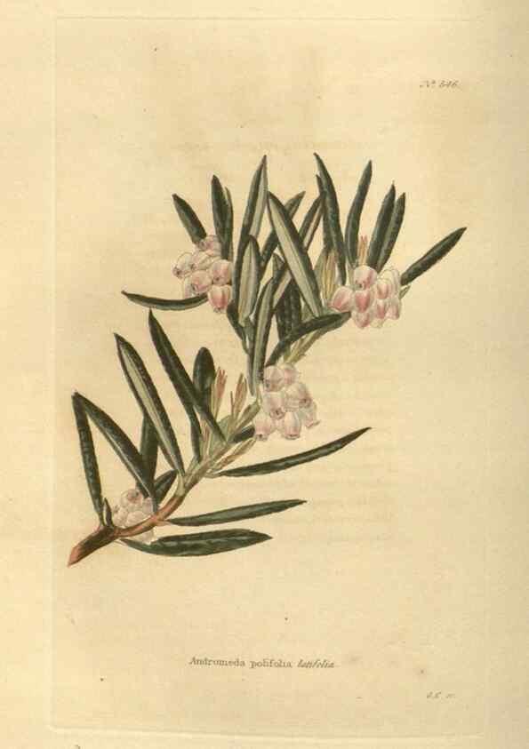Reproducción/Reproduction 48753737738: The botanical cabinet. London :John & Arthur Arch ...,1817-1833.. 