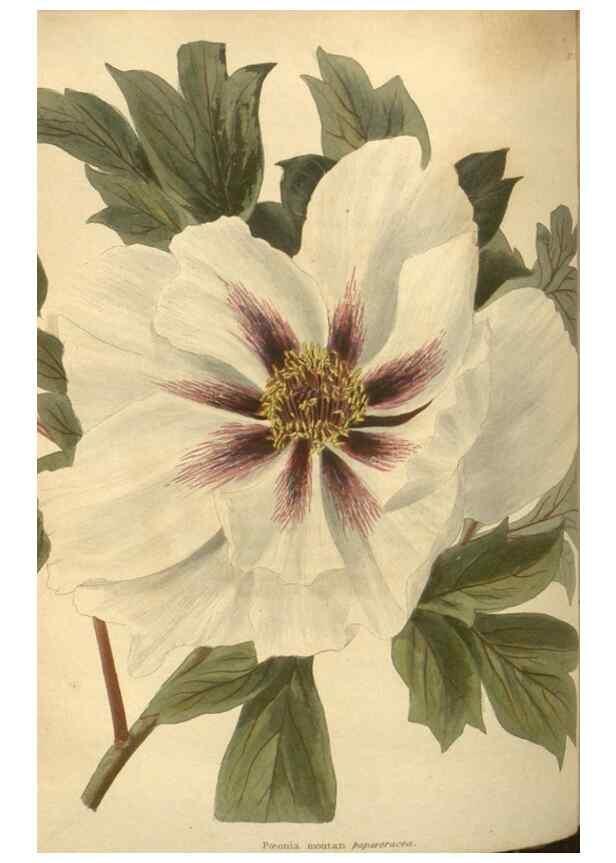 Reproducción/Reproduction 48753738028: The botanical cabinet. London :John & Arthur Arch ...,1817-1833.. 