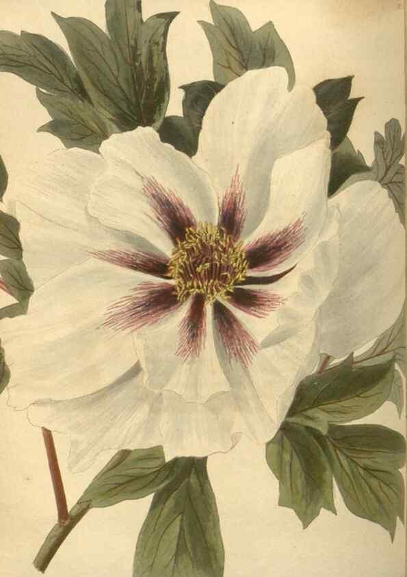 Reproducción/Reproduction 48753738028: The botanical cabinet. London :John & Arthur Arch ...,1817-1833.. 