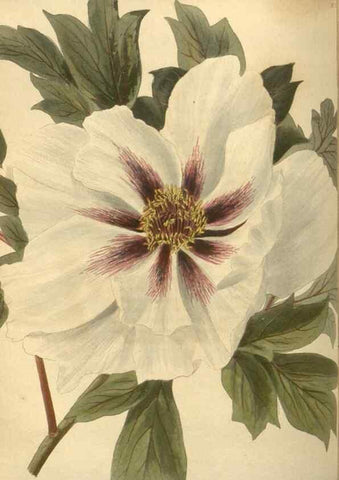 Reproducción/Reproduction 48753738028: The botanical cabinet. London :John & Arthur Arch ...,1817-1833.. 