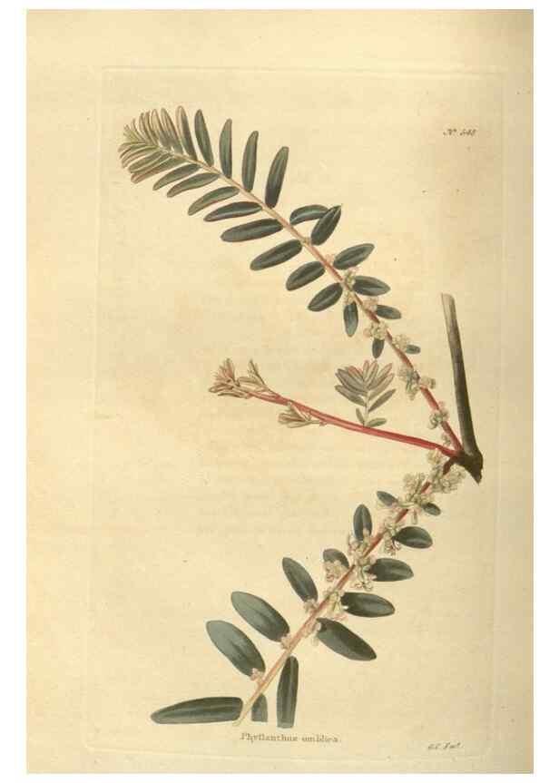 Reproducción/Reproduction 48754061981: The botanical cabinet. London :John & Arthur Arch ...,1817-1833.. 