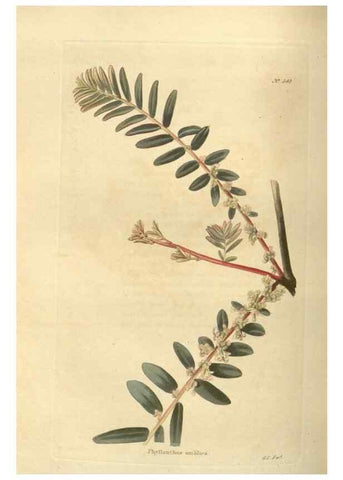 Reproducción/Reproduction 48754061981: The botanical cabinet. London :John & Arthur Arch ...,1817-1833.. 