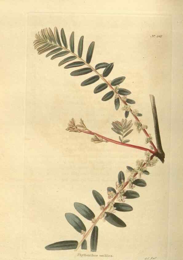 Reproducción/Reproduction 48754061981: The botanical cabinet. London :John & Arthur Arch ...,1817-1833.. 