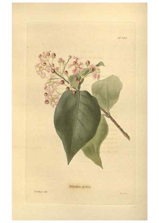 Reproducción/Reproduction 48754057491: The botanical cabinet. London :John & Arthur Arch ...,1817-1833.. 
