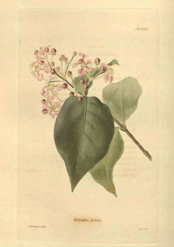 Reproducción/Reproduction 48754057491: The botanical cabinet. London :John & Arthur Arch ...,1817-1833.. 