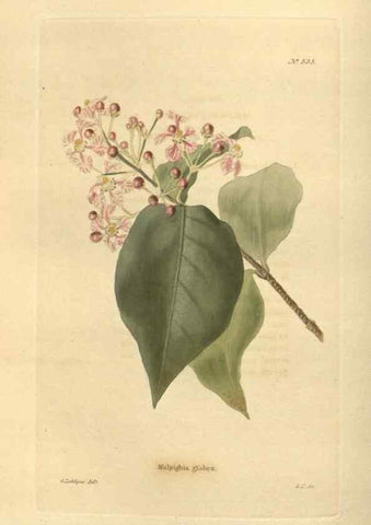 Reproducción/Reproduction 48754057491: The botanical cabinet. London :John & Arthur Arch ...,1817-1833.. 