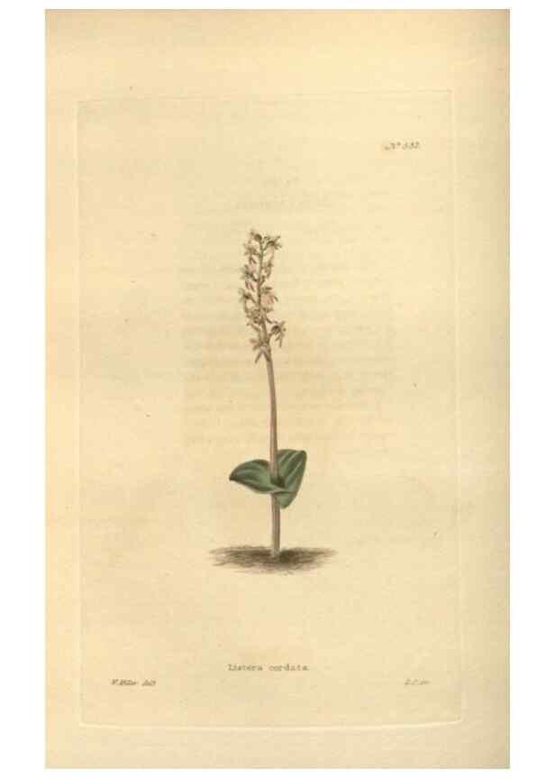 Reproducción/Reproduction 48753733438: The botanical cabinet. London :John & Arthur Arch ...,1817-1833.. 