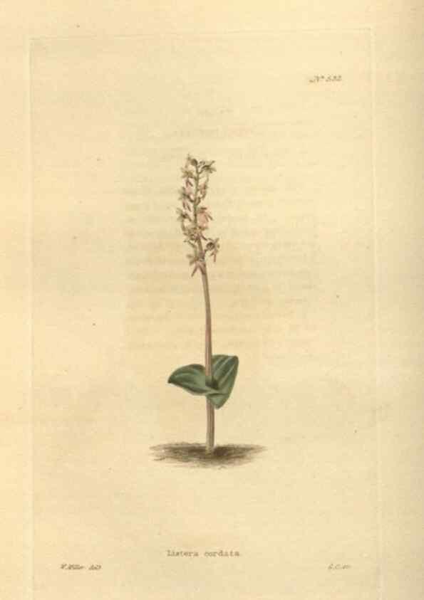 Reproducción/Reproduction 48753733438: The botanical cabinet. London :John & Arthur Arch ...,1817-1833.. 