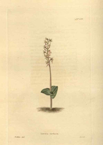Reproducción/Reproduction 48753733438: The botanical cabinet. London :John & Arthur Arch ...,1817-1833.. 