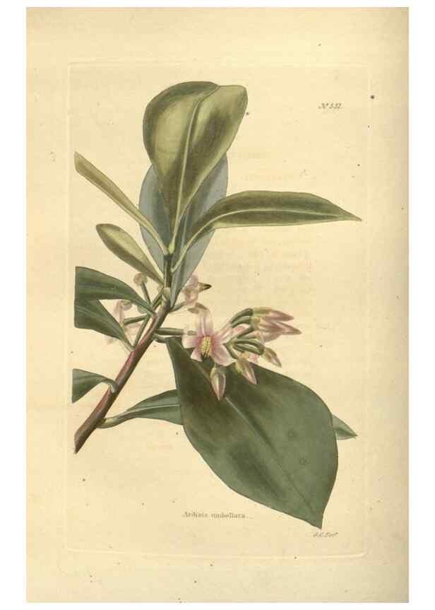 Reproducción/Reproduction 48753733153: The botanical cabinet. London :John & Arthur Arch ...,1817-1833.. 