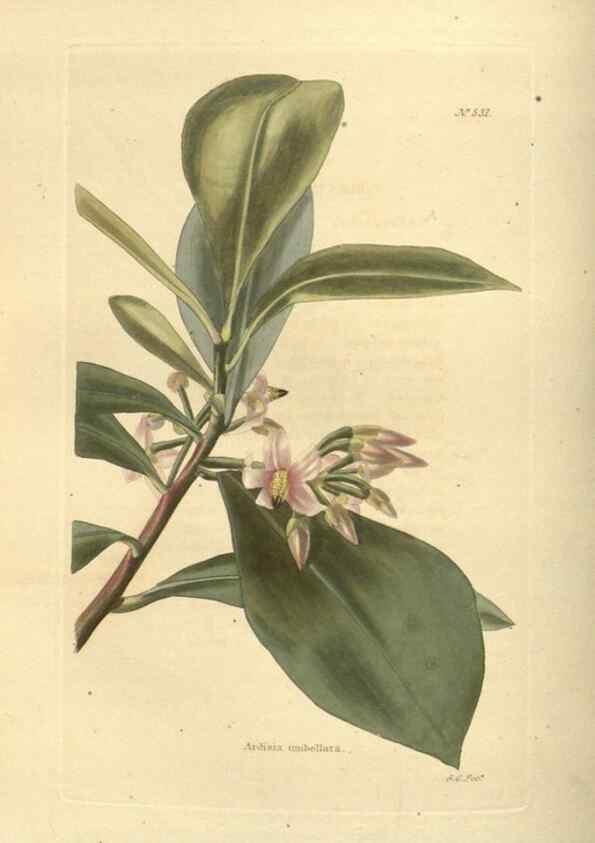 Reproducción/Reproduction 48753733153: The botanical cabinet. London :John & Arthur Arch ...,1817-1833.. 
