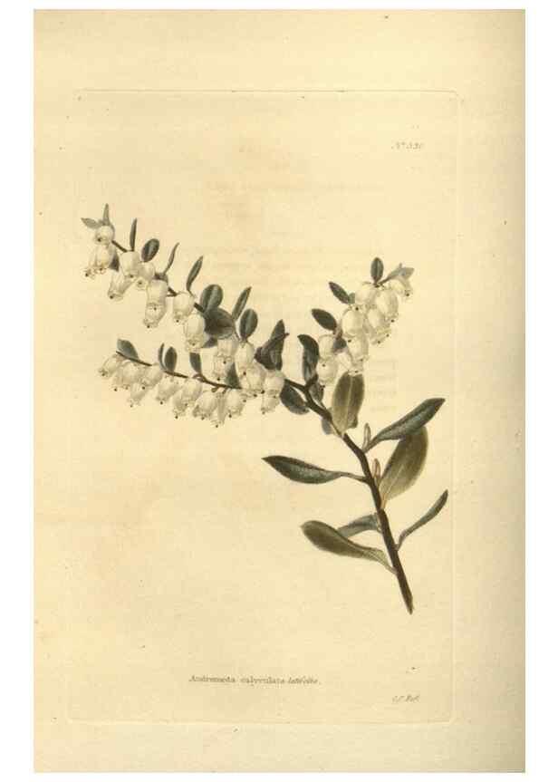 Reproducción/Reproduction 48754246592: The botanical cabinet. London :John & Arthur Arch ...,1817-1833.. 