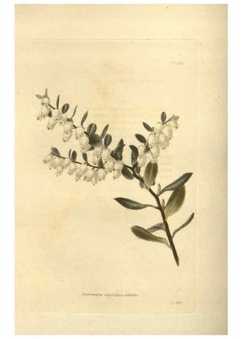 Reproducción/Reproduction 48754246592: The botanical cabinet. London :John & Arthur Arch ...,1817-1833.. 