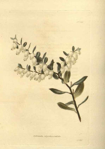 Reproducción/Reproduction 48754246592: The botanical cabinet. London :John & Arthur Arch ...,1817-1833.. 