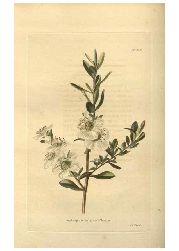 Reproducción/Reproduction 48754052696: The botanical cabinet. London :John & Arthur Arch ...,1817-1833.. 