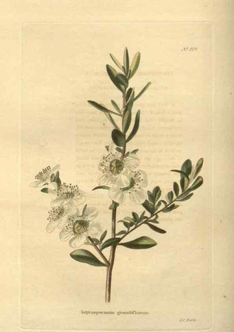 Reproducción/Reproduction 48754052696: The botanical cabinet. London :John & Arthur Arch ...,1817-1833.. 