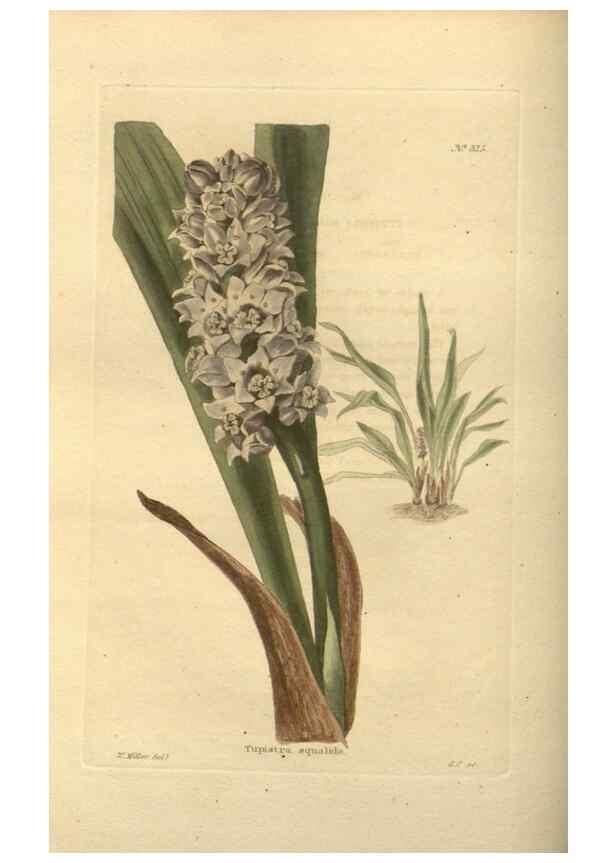 Reproducción/Reproduction 48754243052: The botanical cabinet. London :John & Arthur Arch ...,1817-1833.. 