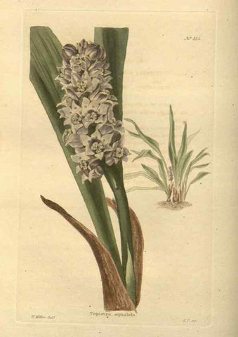 Reproducción/Reproduction 48754243052: The botanical cabinet. London :John & Arthur Arch ...,1817-1833.. 