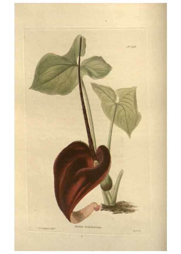 Reproducción/Reproduction 48754053206: The botanical cabinet. London :John & Arthur Arch ...,1817-1833.. 