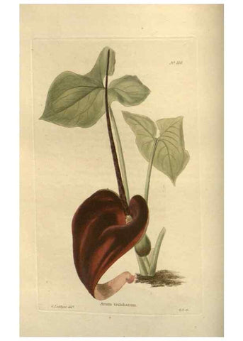 Reproducción/Reproduction 48754053206: The botanical cabinet. London :John & Arthur Arch ...,1817-1833.. 