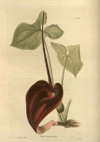 Reproducción/Reproduction 48754053206: The botanical cabinet. London :John & Arthur Arch ...,1817-1833.. 