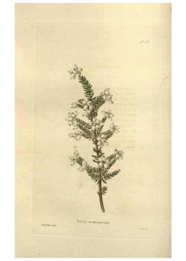 Reproducción/Reproduction 48754053406: The botanical cabinet. London :John & Arthur Arch ...,1817-1833.. 