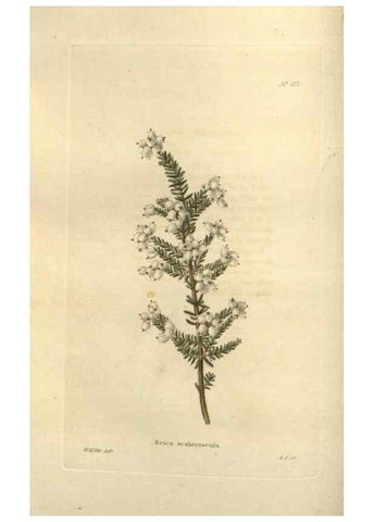 Reproducción/Reproduction 48754053406: The botanical cabinet. London :John & Arthur Arch ...,1817-1833.. 